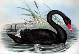black swan 1